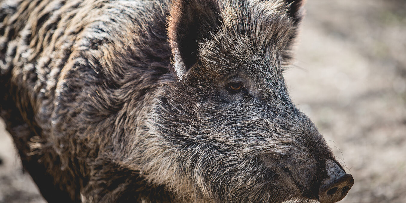 rifugio-miletta-20190323-110741-3K2A2450
