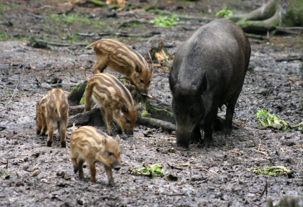 Femmina di cinghiale con piccoli