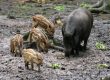 Femmina di cinghiale con piccoli