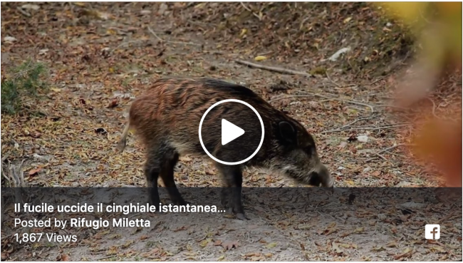 Come muore un cinghiale durante la caccia?