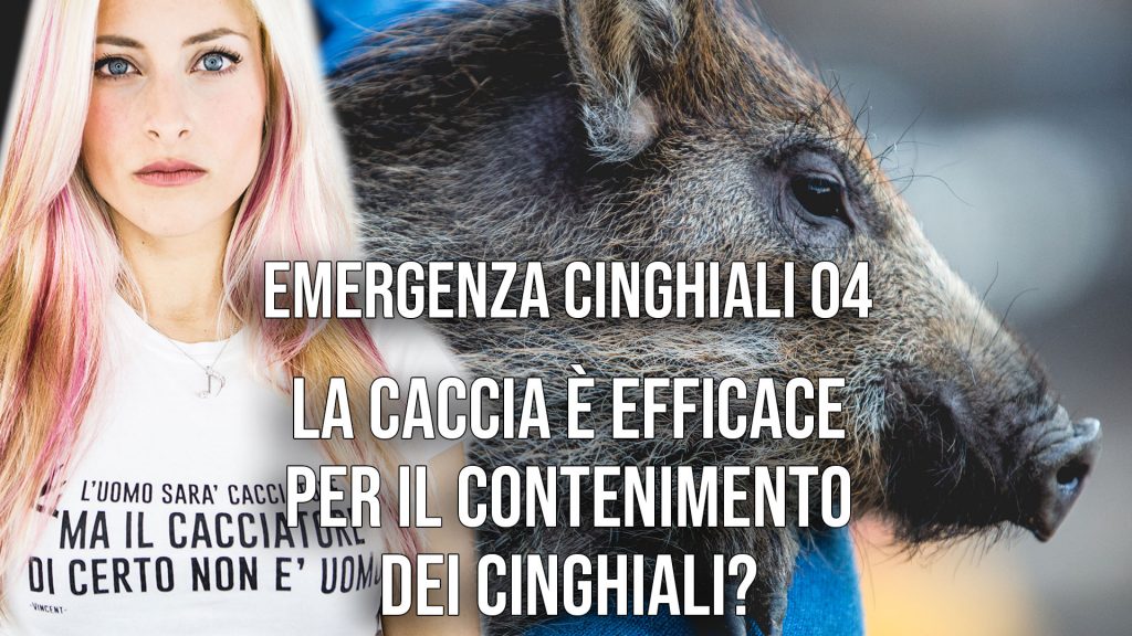 04 - La caccia è efficace nel contenimento della popolazione di cinghiali?