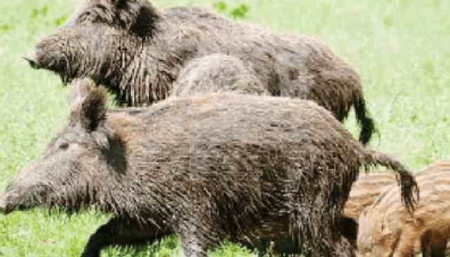 Emergenza cinghiali sul Monte Baldo: proposto l'utilizzo dei fucili in patrimonio Unesco