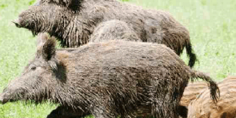 Emergenza cinghiali sul Monte Baldo: proposto l'utilizzo dei fucili in patrimonio Unesco