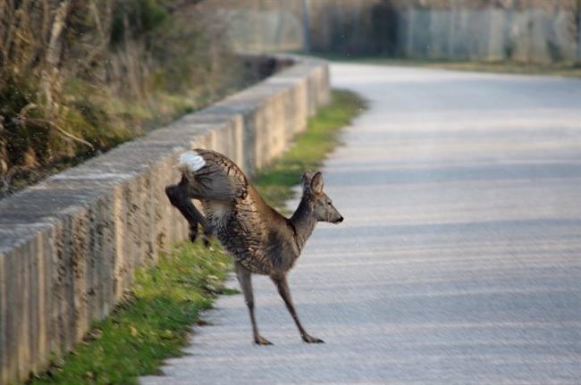 Friuli: Forza Italia propone modifica della legge 157/92 per prevenire incidenti stradali