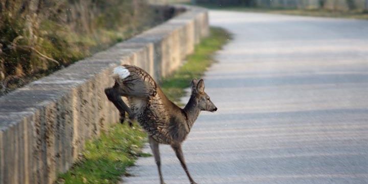 Friuli: Forza Italia propone modifica della legge 157/92 per prevenire incidenti stradali