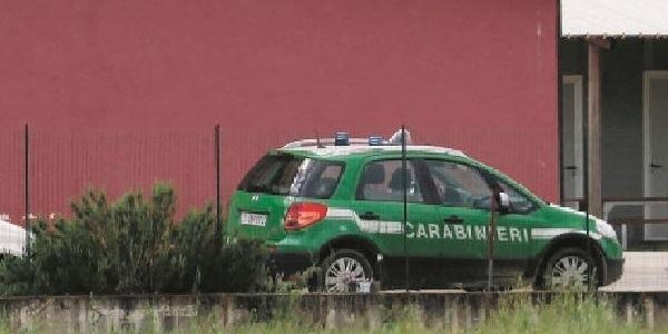 Allevamento di cinghiali abusivo sequestrato