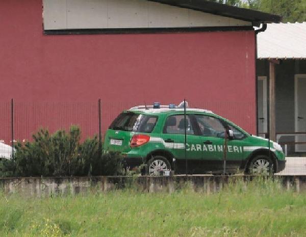 Allevamento di cinghiali abusivo sequestrato