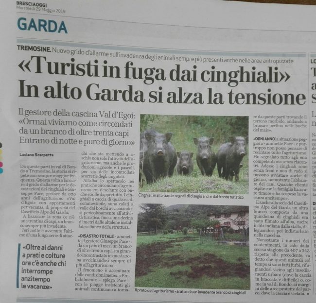 Brescia Oggi - 29 Maggio 2019 - Turisti scappano dai cinghiali