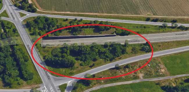 Cinghiali ammazzati tangenziale Piacenza