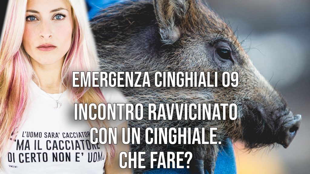 Incontro ravvicinato con un cinghiale selvatico: che fare?