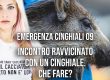 Incontro ravvicinato con un cinghiale selvatico: che fare?