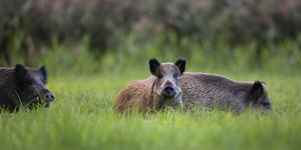 Invasioni di cinghiali, l’esperto afferma che la caccia peggiorerà la situazione