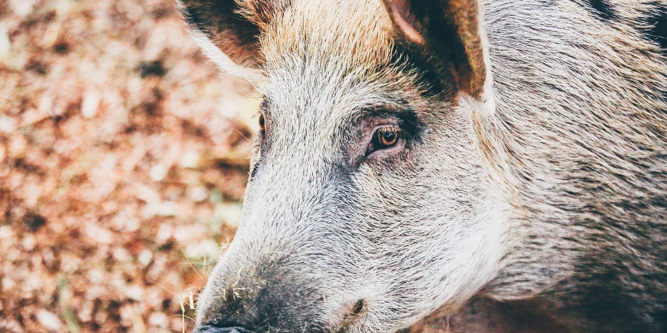 Wild Boar - Nick Karvounis - Unsplash
