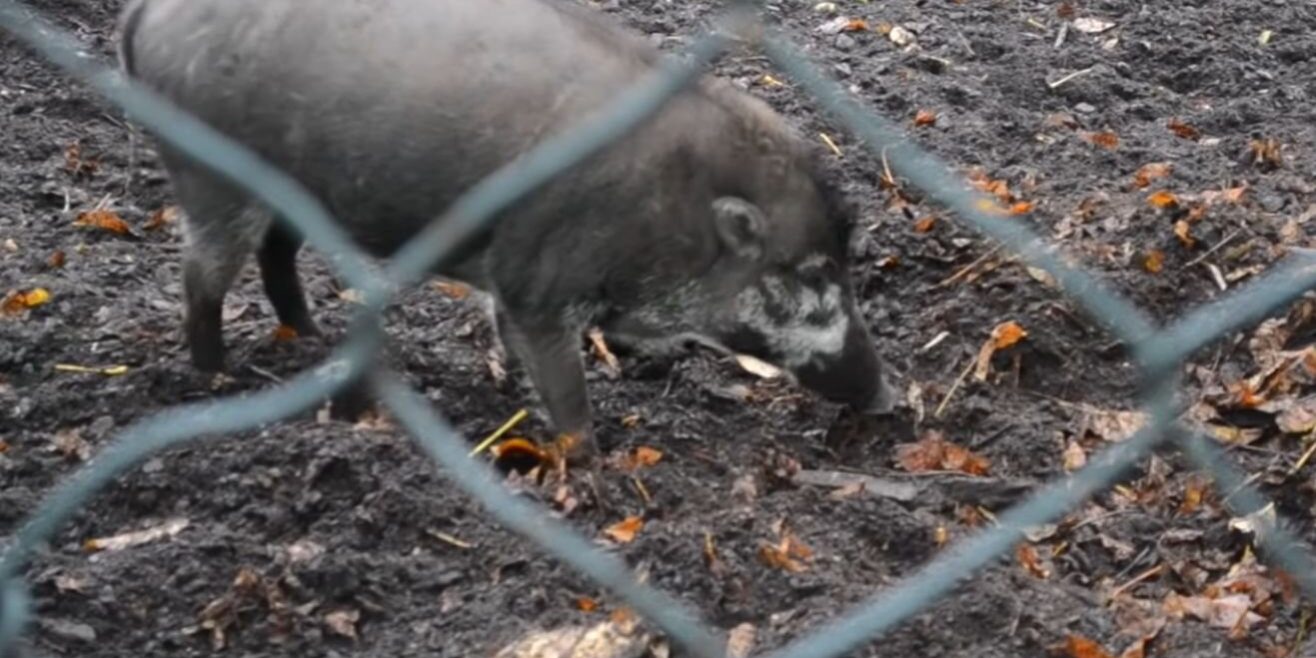 cinghiale-usa-stecco