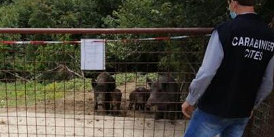 allev abusivo cinghiali