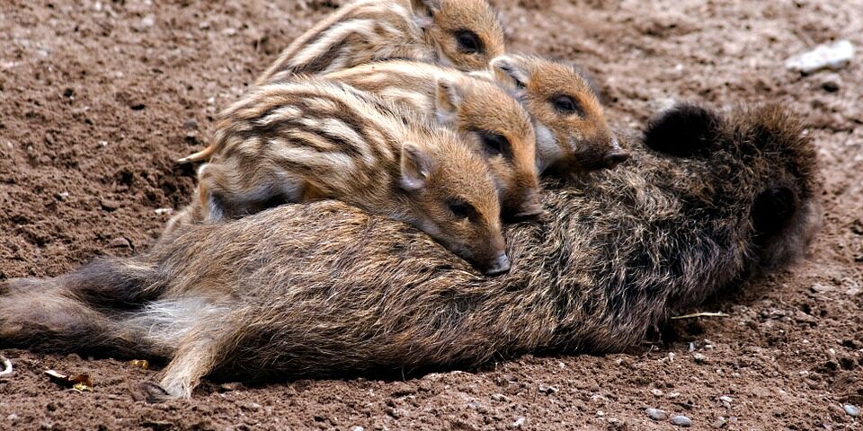cinghialini mamma a terra free