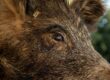 cinghiale