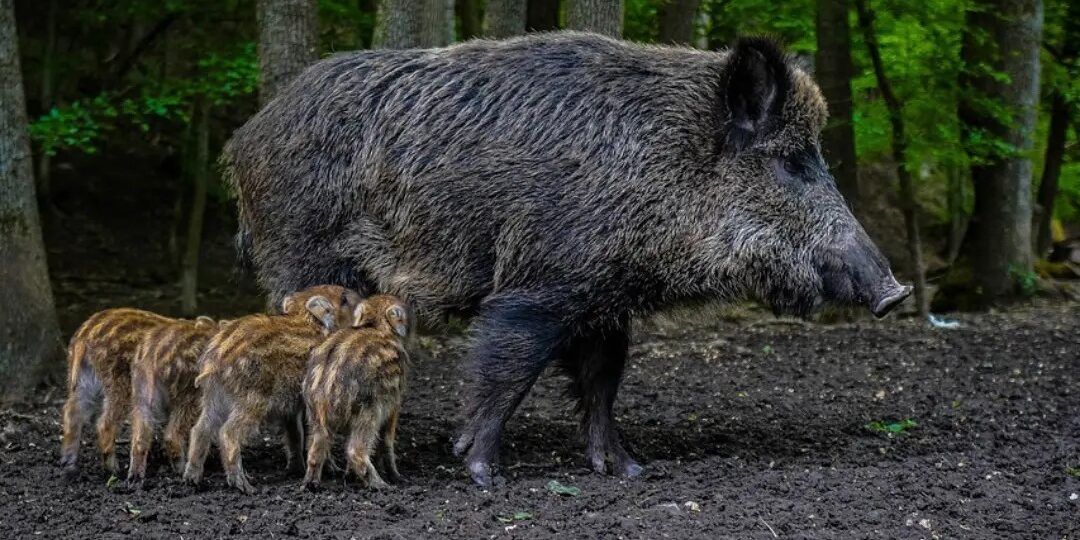 Uccideteli! - Ma la scienza parla chiaro